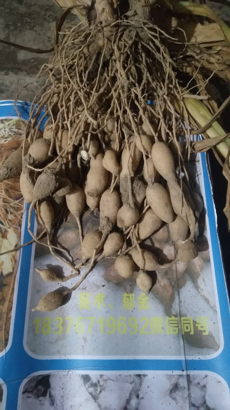 郁金