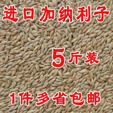 加纳利子鹦鹉鸟食鸟粮油尖粟白尖粟金丝雀黄雀粮食鸟饲料包邮