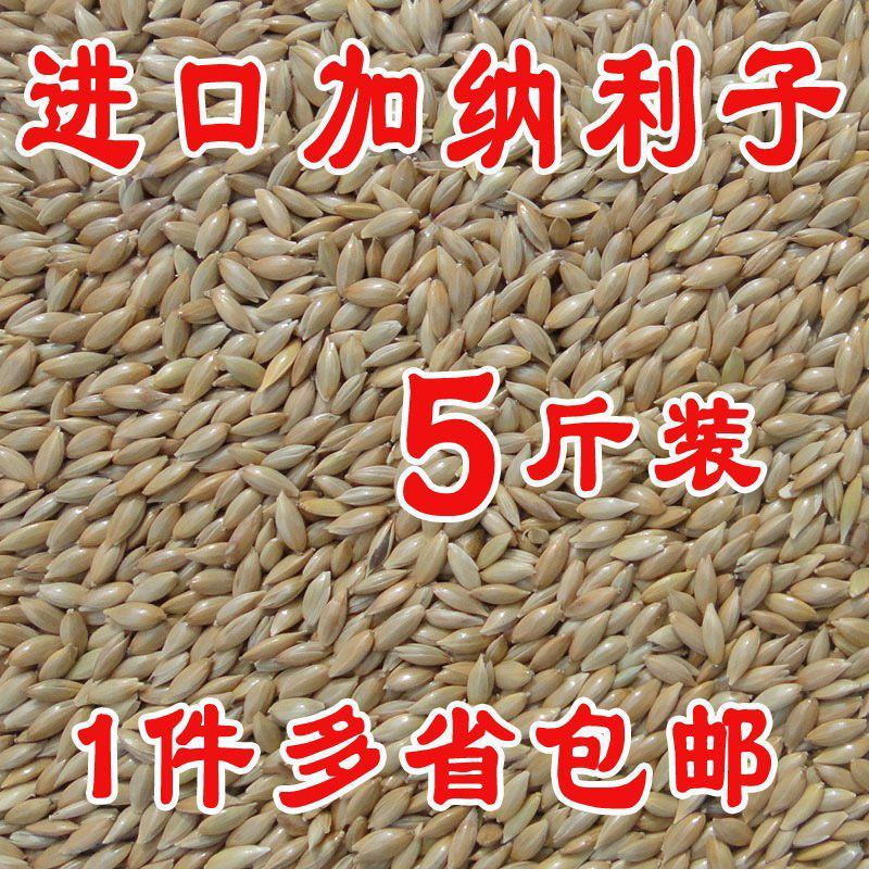 加纳利子鹦鹉鸟食鸟粮油尖粟白尖粟金丝雀黄雀粮食鸟饲料包邮