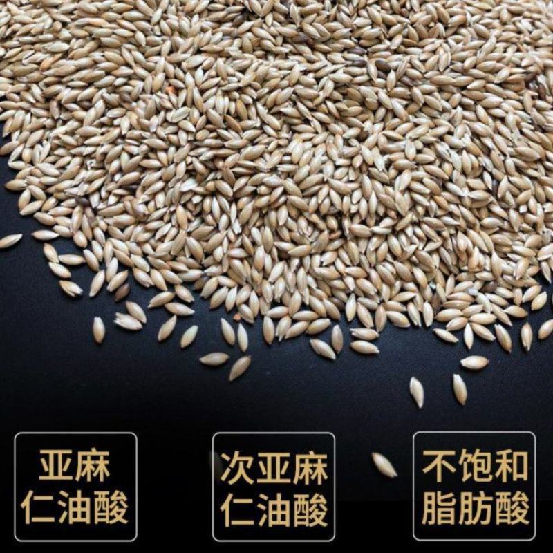 加纳利子鹦鹉鸟食鸟粮油尖粟白尖粟金丝雀黄雀粮食鸟饲料包邮
