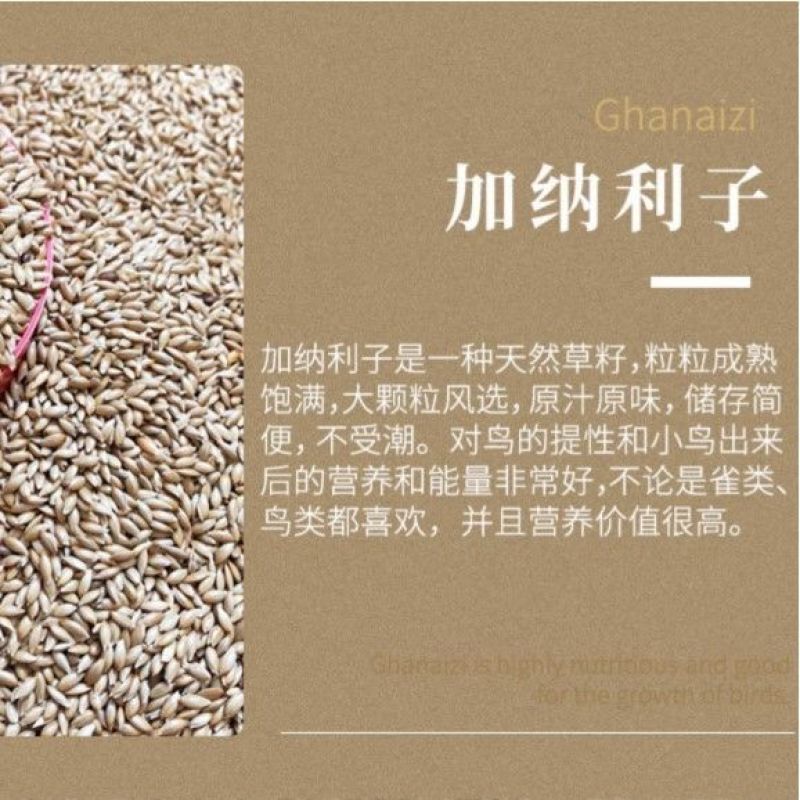 加纳利子鹦鹉鸟食鸟粮油尖粟白尖粟金丝雀黄雀粮食鸟饲料包邮