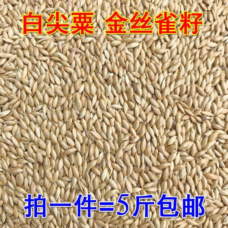 加纳利子鹦鹉鸟食鸟粮油尖粟白尖粟金丝雀黄雀粮食鸟饲料包邮