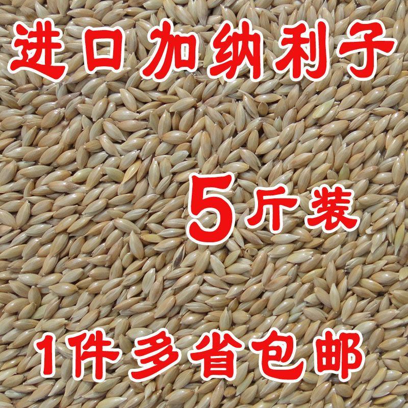加纳利子鹦鹉鸟食鸟粮油尖粟白尖粟金丝雀黄雀粮食鸟饲料包邮