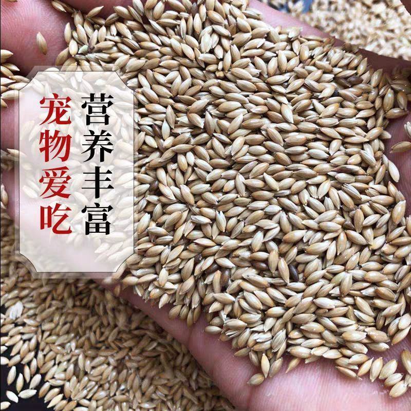 加纳利子鹦鹉鸟食鸟粮油尖粟白尖粟金丝雀黄雀粮食鸟饲料包邮