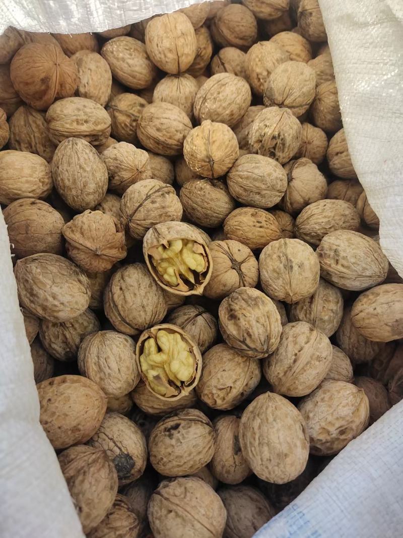 薄皮优种核桃