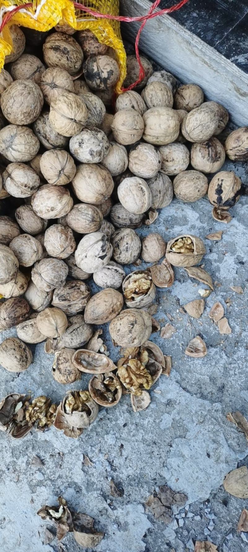 薄皮优种核桃