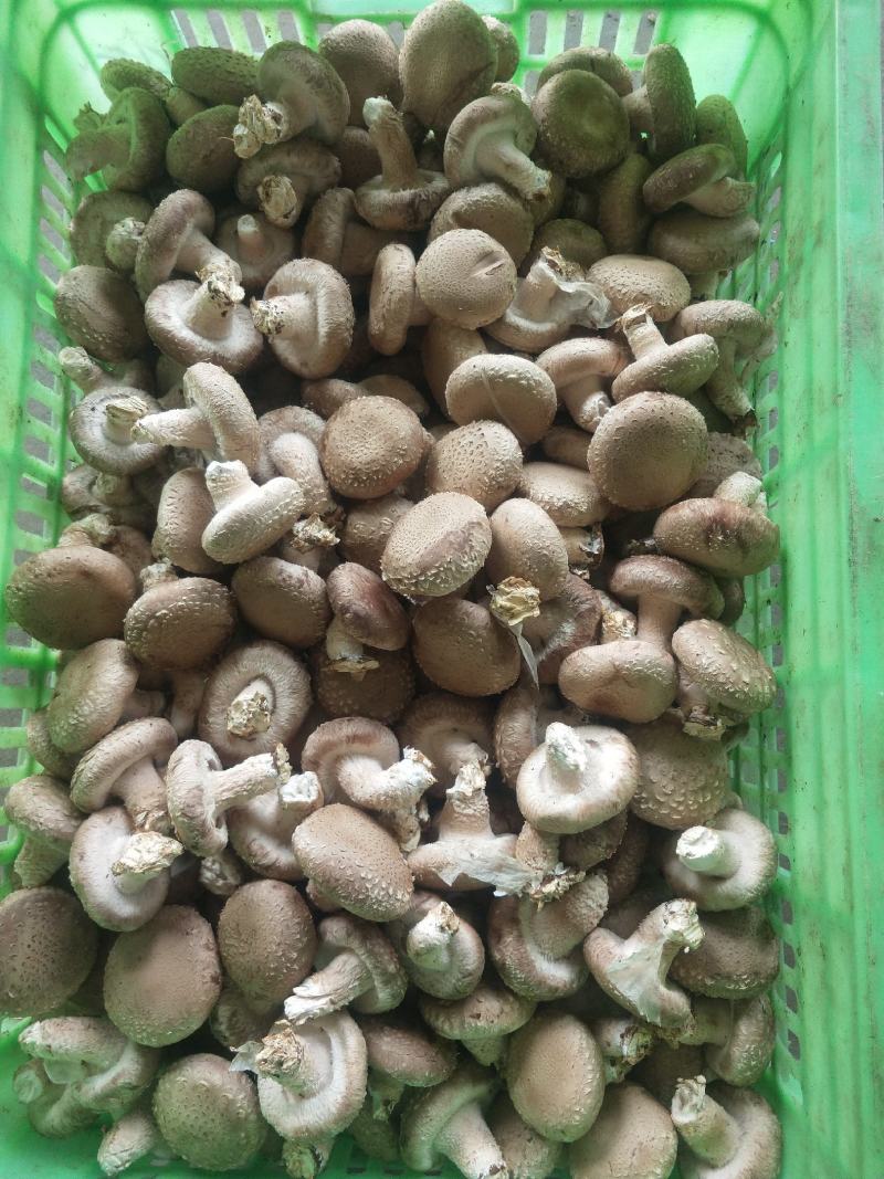 0912香菇基地直供-货源稳定质量保证支持视频看货
