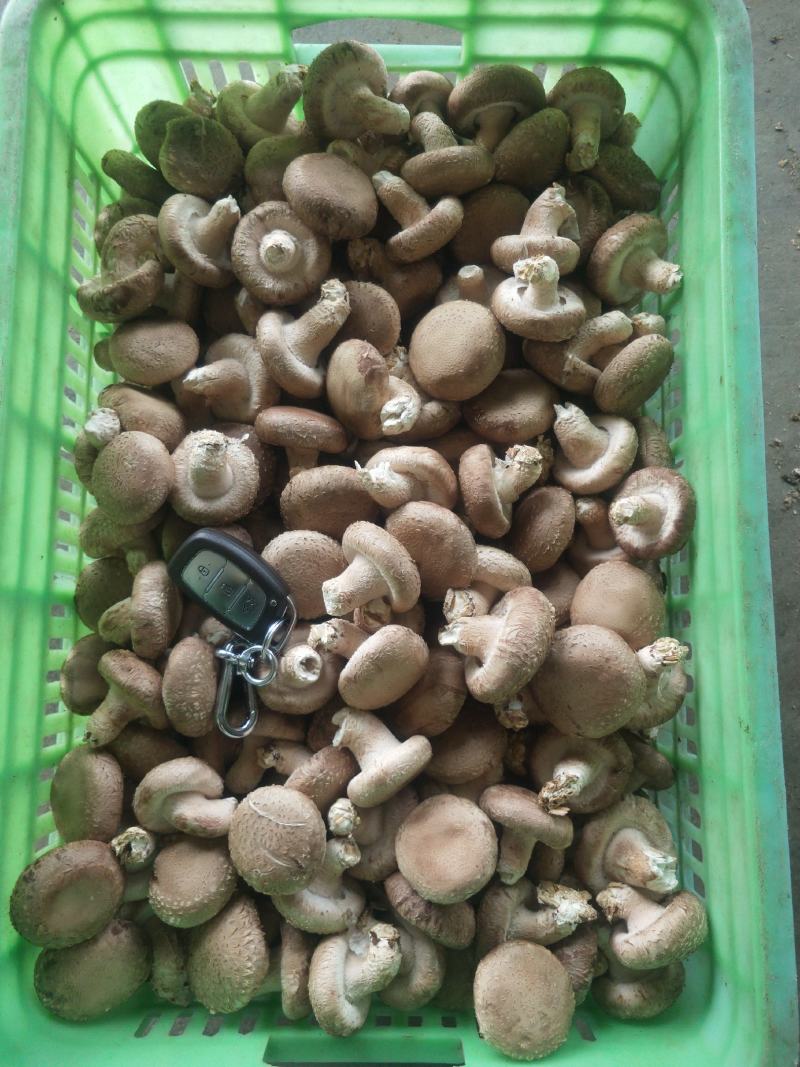 0912香菇基地直供-货源稳定质量保证支持视频看货