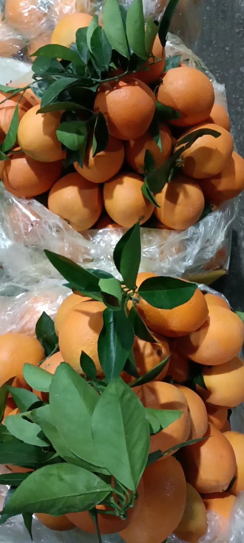 【一件代发】广西脐橙自家果园无中间商品质保障。