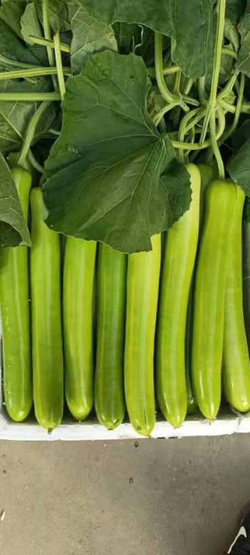 弧瓜，大量上市，保质保量精品，产地直发量大优先！