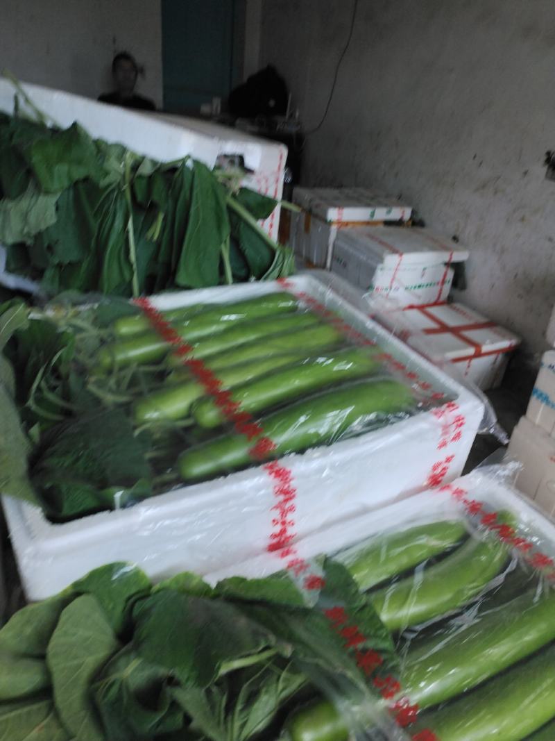 弧瓜，大量上市，保质保量精品，产地直发量大优先！