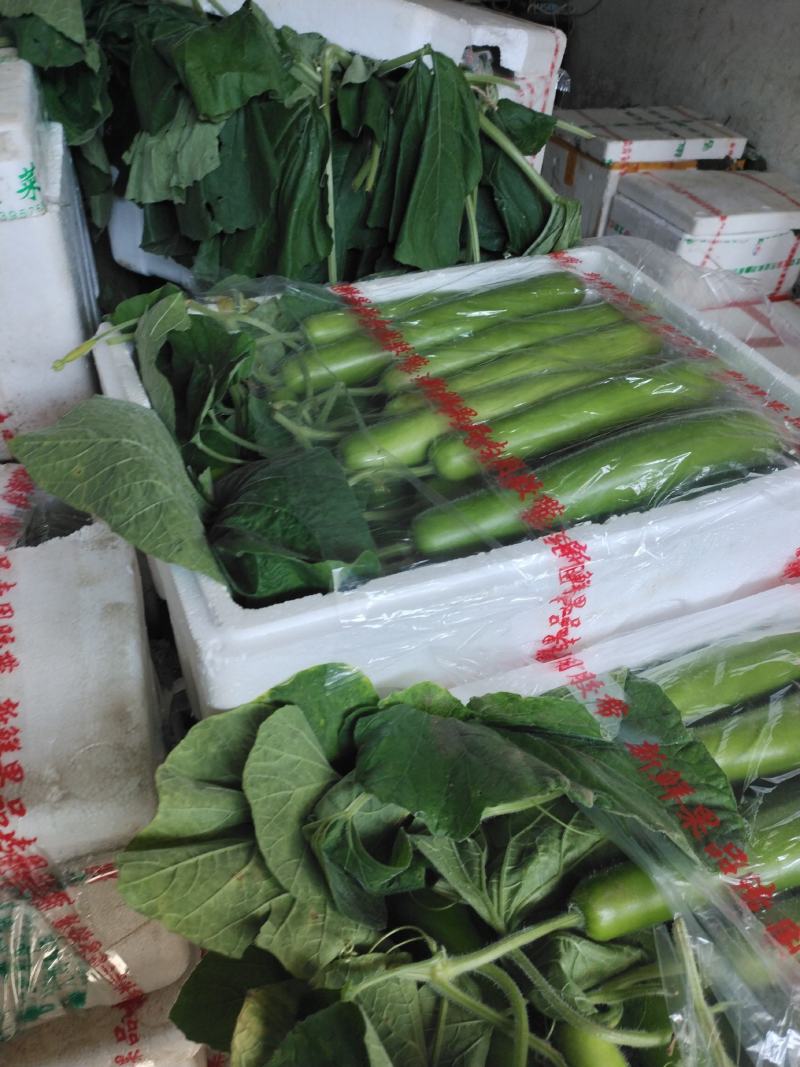 弧瓜，大量上市，保质保量精品，产地直发量大优先！