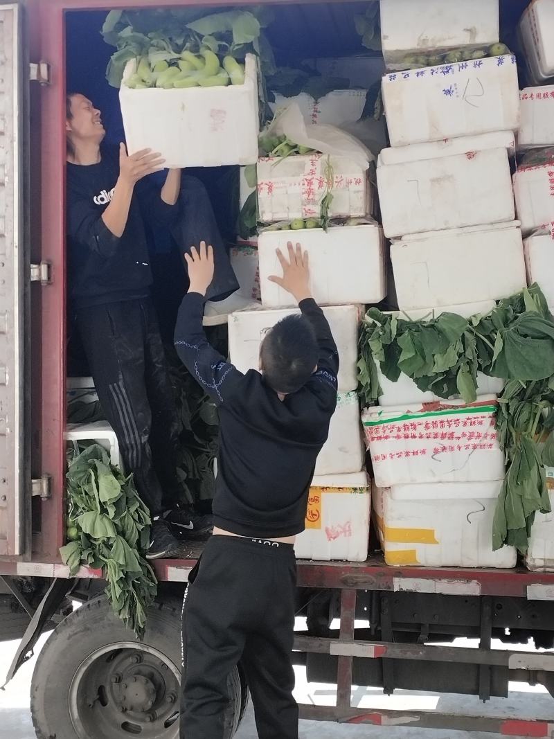 弧瓜，大量上市，保质保量精品，产地直发量大优先！