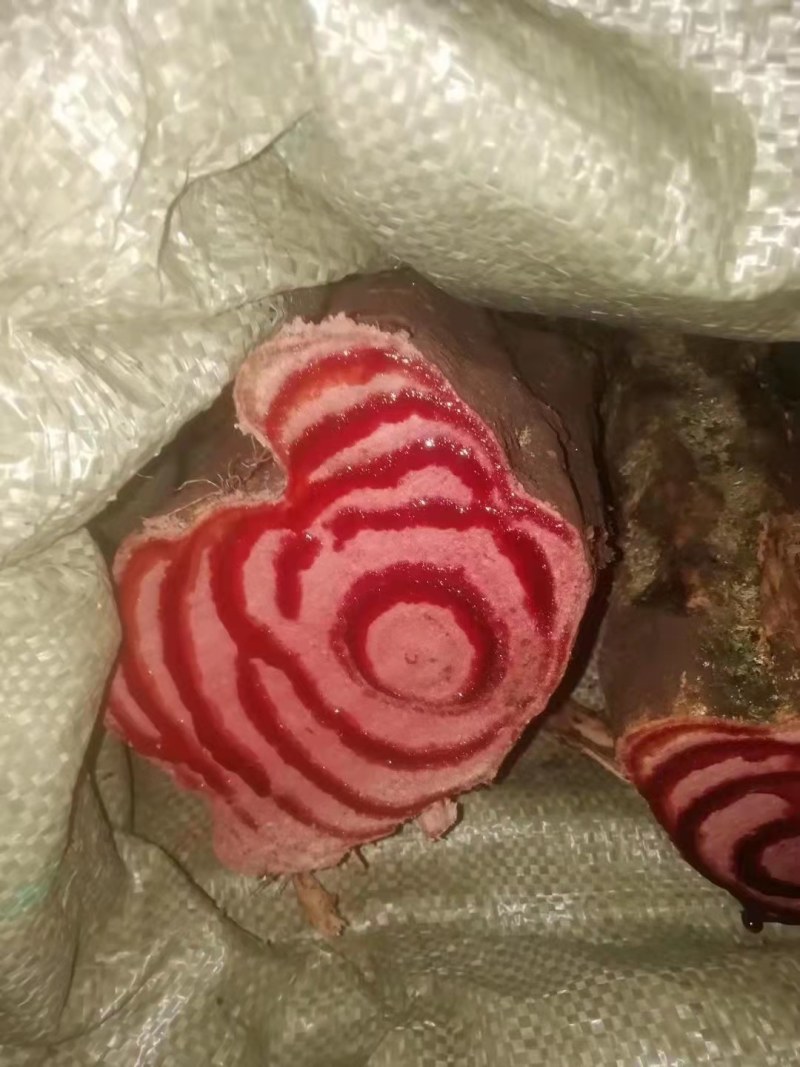鸡血藤，生长在云南保山澜沧江畔，药用价值极高！