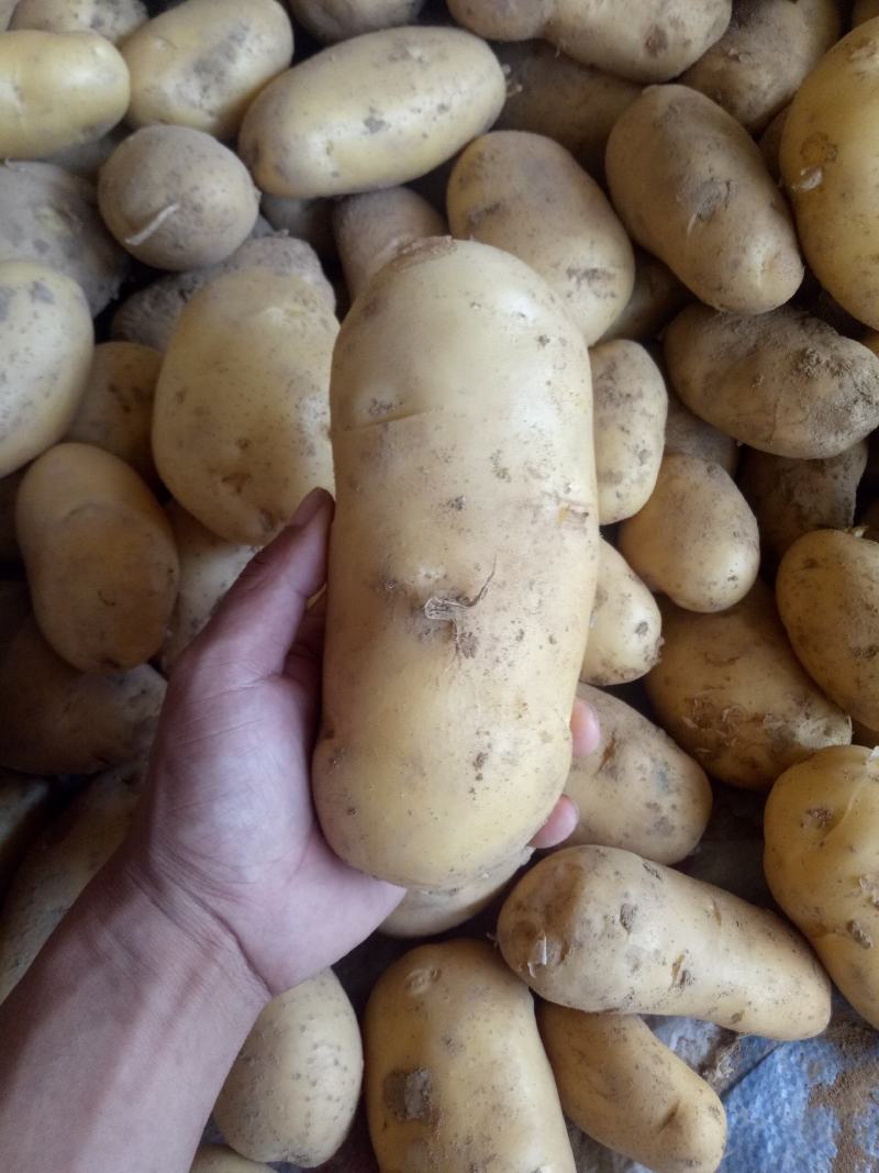 黄心土豆大量供应中，质量可靠支持全国发货