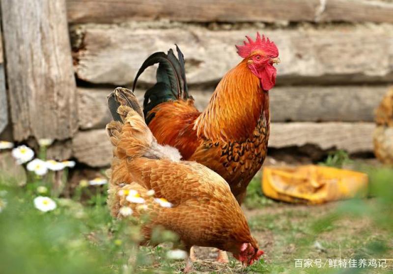 优质草鸡苗散养雪山草鸡苗出壳必打疫苗质量优包运输存活