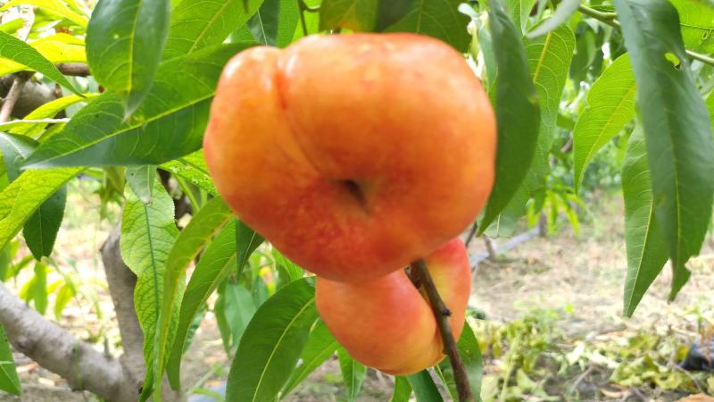 油蟠5号桃树苗，早熟油潘桃，口味浓甜，提供技术指导