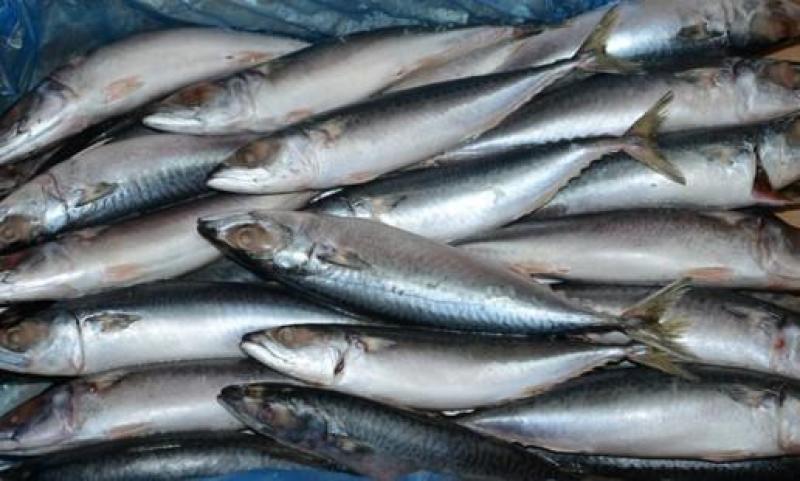 鲅鱼青占鱼来自东海单条200-250g
