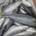 鲅鱼青占鱼来自东海单条200-250g