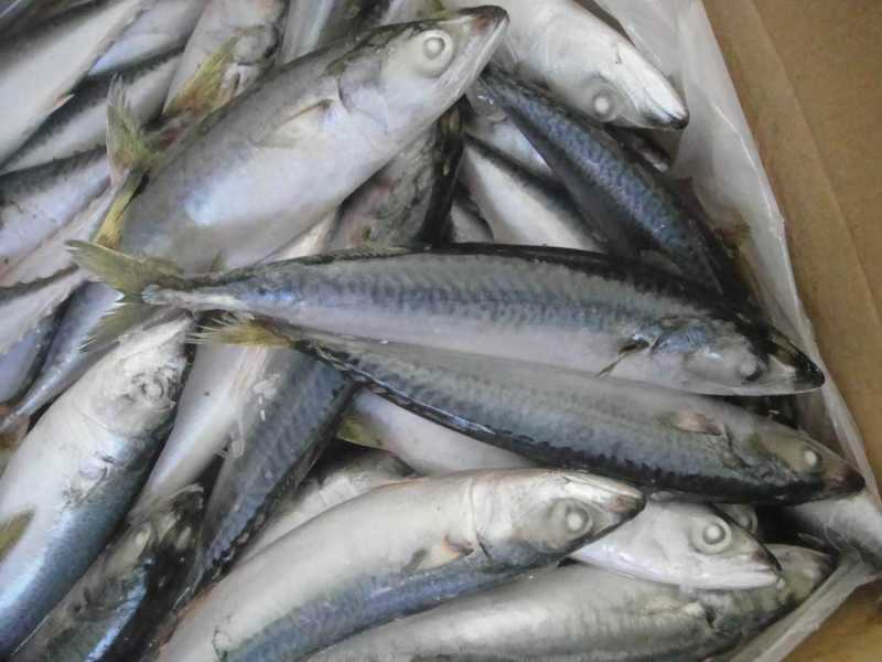 鲅鱼青占鱼来自东海单条200-250g