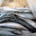 鲅鱼青占鱼来自东海单条200-250g