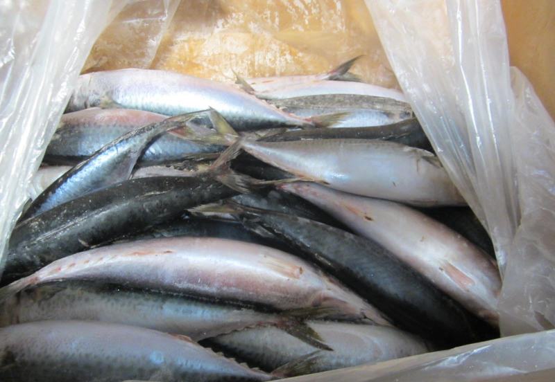 鲅鱼青占鱼来自东海单条200-250g