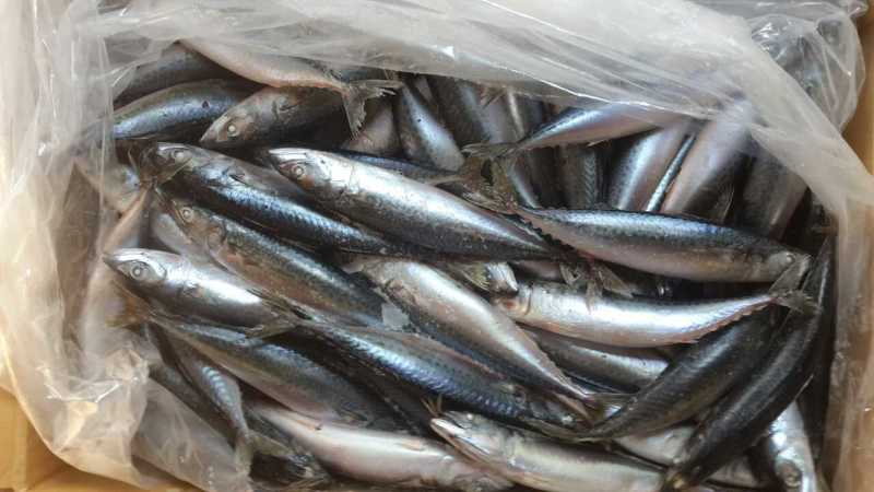 鲅鱼青占鱼来自东海单条200-250g