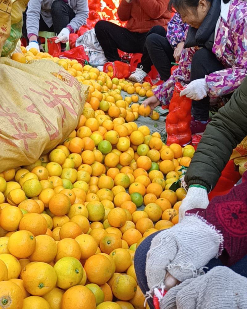 麻阳冰糖橙对接各大平台电商商超以及市场整车发货