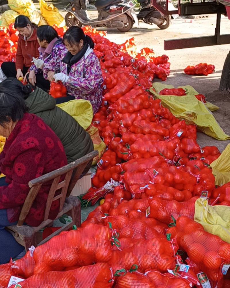 麻阳冰糖橙对接各大平台电商商超以及市场整车发货