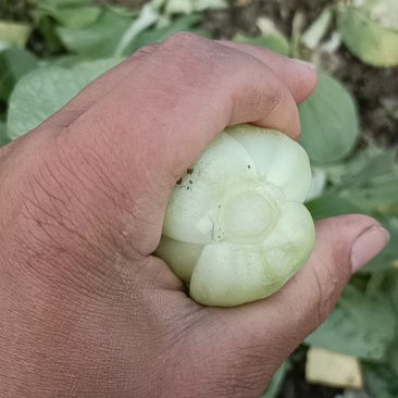 上海青，精品小油菜