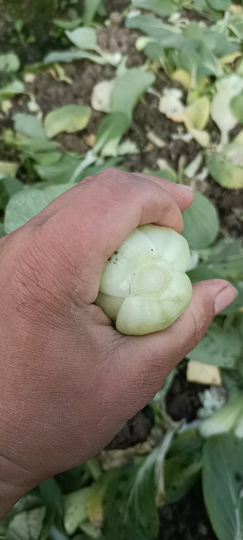 上海青，精品小油菜