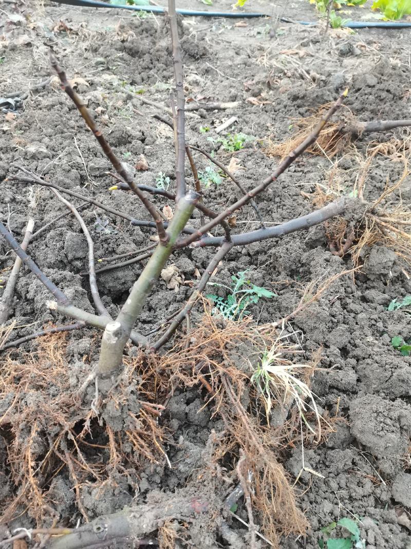 无花果树苗适合庭院盆栽无花果苗果肉香甜
