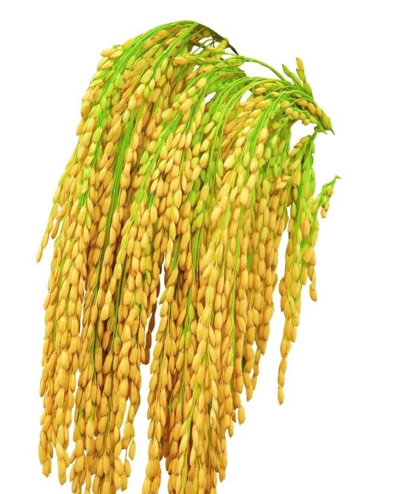 稻花香大米