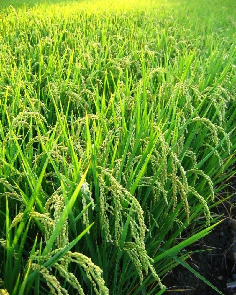 稻花香大米