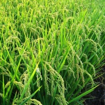 稻花香大米