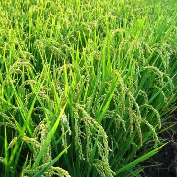 稻花香大米