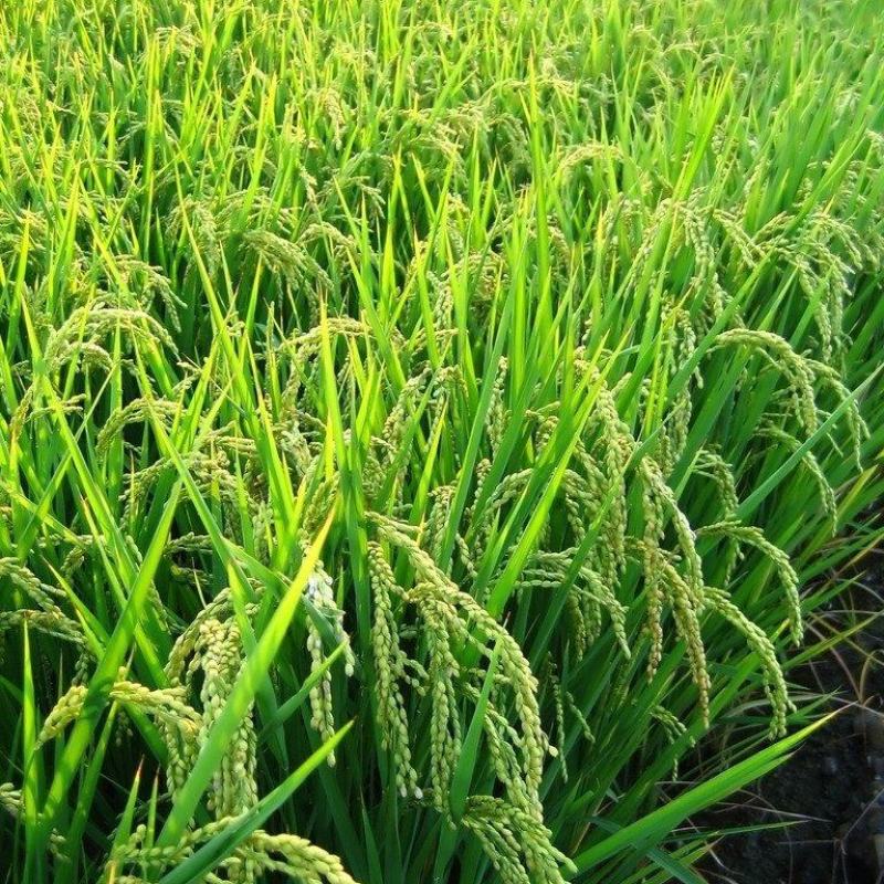 稻花香大米