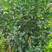 早熟品种：春晖枝条，9月底10月初成熟，可自然留树到4月