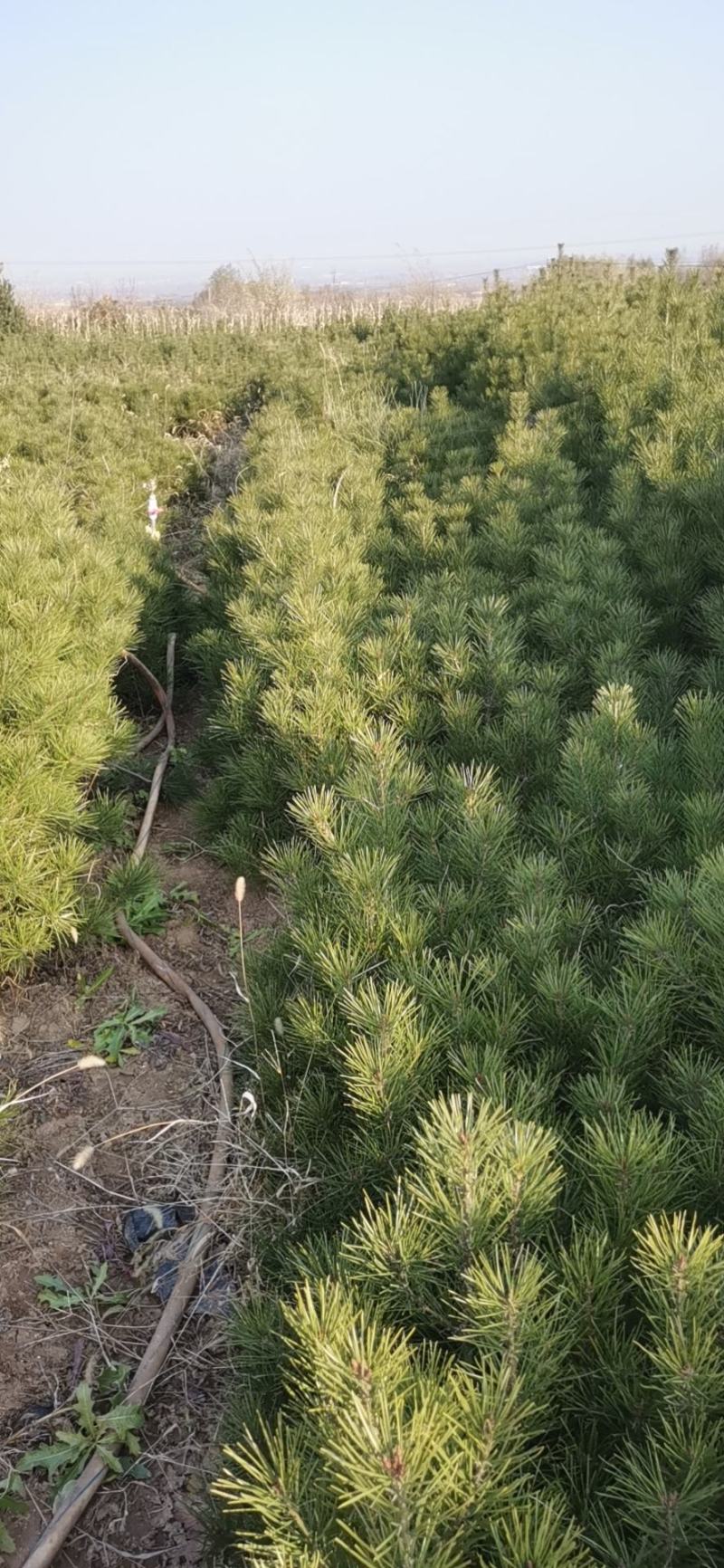 营养杯白皮松山西苗圃规格齐全园林绿化公路养护欢迎联系