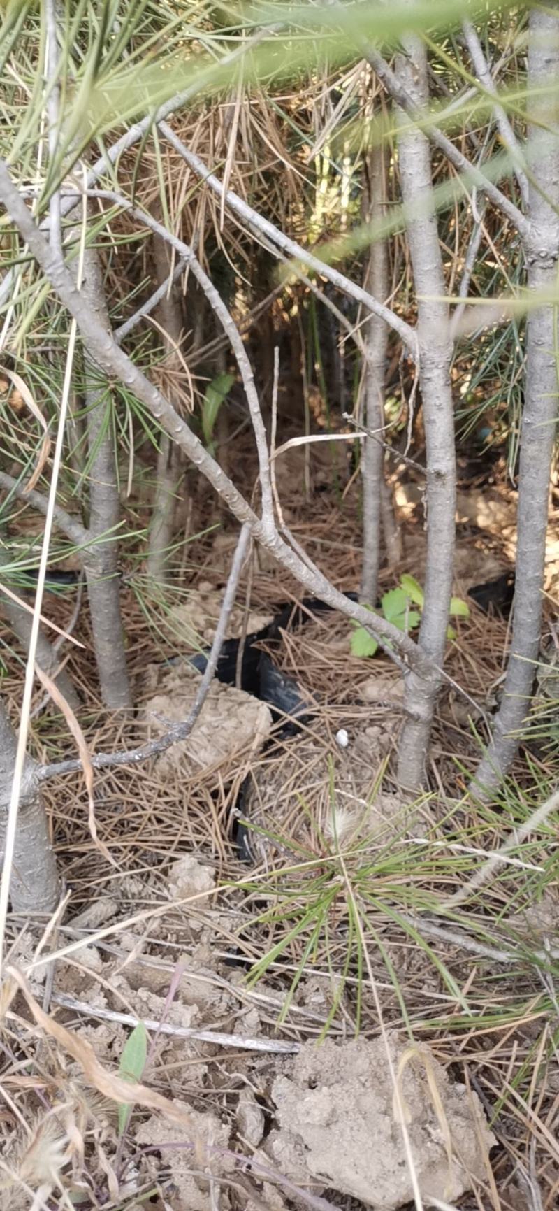 营养杯白皮松山西苗圃规格齐全园林绿化公路养护欢迎联系