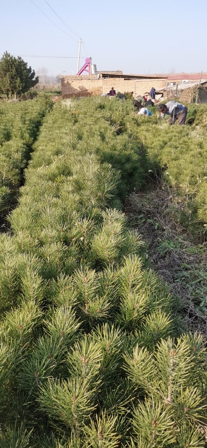 营养杯白皮松山西苗圃规格齐全园林绿化公路养护欢迎联系