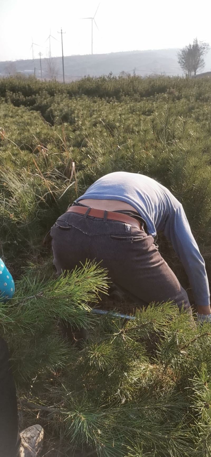 营养杯白皮松山西苗圃规格齐全园林绿化公路养护欢迎联系