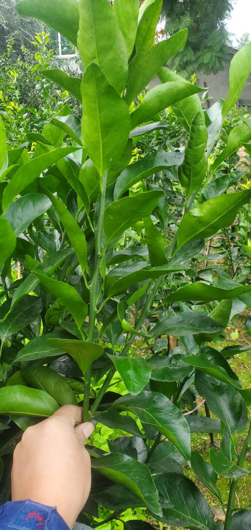早熟品种：春晖枝条，9月底10月初成熟，可自然留树到4月
