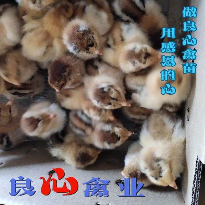 厂家直销快大麻鸡苗肉鸡苗蛋鸡苗土鸡苗质量保证