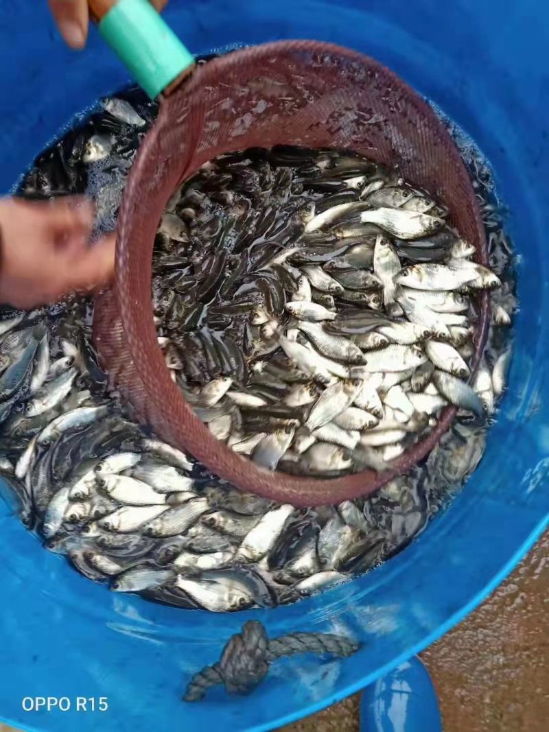 银鳕鱼苗精品鱼苗提供养殖技术包消毒下塘货到付款