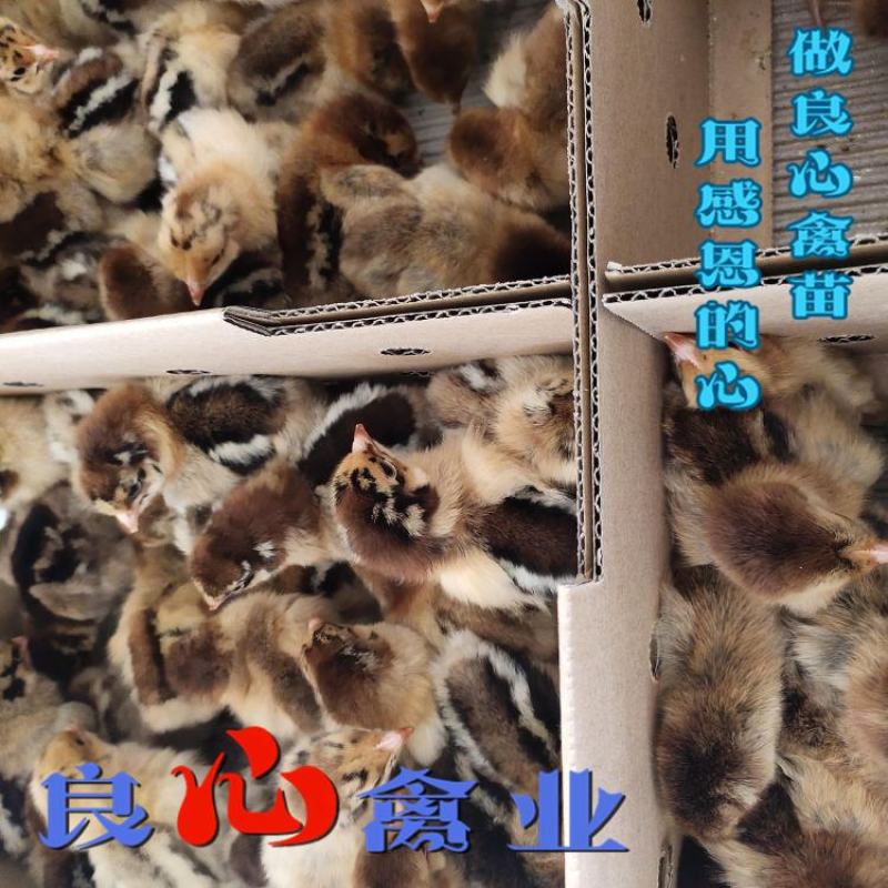 出售优质青脚土鸡苗麻鸡苗另有绿壳蛋鸡苗散养土鸡苗