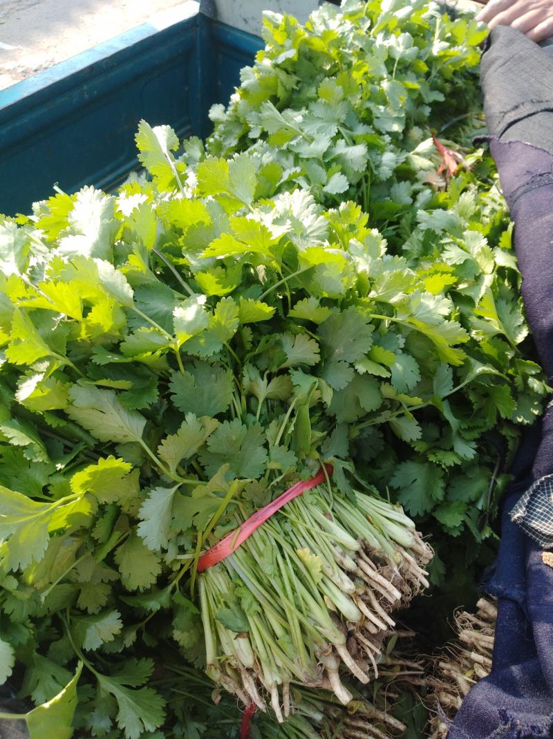 河南焦作博爱大叶香菜20~30厘米基地直供可视频看货