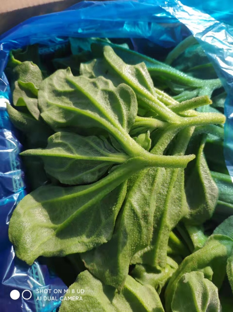 冰草，大棚种植，货源充足稳定，品相优良