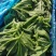 冰草，大棚种植，货源充足稳定，品相优良