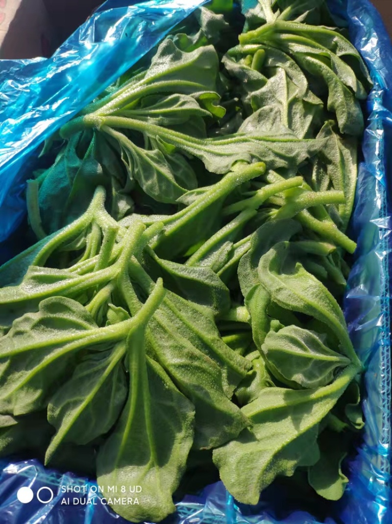 冰草，大棚种植，货源充足稳定，品相优良
